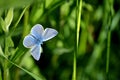 Blue butterfly on green grass Royalty Free Stock Photo