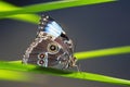 Blue butterfly on green leaf Royalty Free Stock Photo