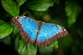 Blue butterfly on the green leaf Royalty Free Stock Photo