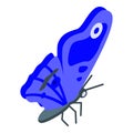Blue butterfly icon, isometric style Royalty Free Stock Photo
