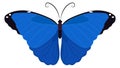 Blue butterfly icon. Night moth. Flying insect