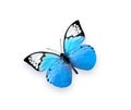 Blue butterfly isolated on white background. Beautiful insect. Royalty Free Stock Photo