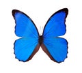 Blue butterfly isolated on a white background Royalty Free Stock Photo