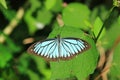 Blue butterfly