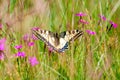 Blue Butterfly Landing On Flower Royalty Free Stock Photo