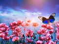 A blue butterfly in Landscape\', gazing upon the floral radiant pink poppies