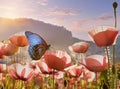 A blue butterfly in Landscape\', gazing upon the floral radiant pink poppies