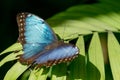 Blue butterfly on a leaf sunbathing Royalty Free Stock Photo