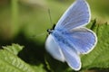 Blue butterfly (Lycaenidae family) in sunlight.