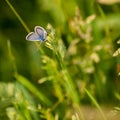 Blue Butterfly in the Meadow. Royalty Free Stock Photo