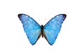 blue butterfly (morpho adonis) isolated on white background Royalty Free Stock Photo