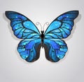 Blue butterfly morpho