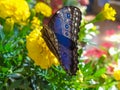 Blue butterfly (Morpho helenor)