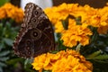 Blue butterfly, Morpho peleides, the Peleides blue morpho, common morpho or the emperor closed on vibrant orange flower