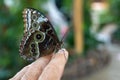 Blue butterfly, Morpho peleides, the Peleides blue morpho, common morpho or the emperor closed on man`s finger close up Royalty Free Stock Photo