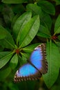 Blue butterfly, Morpho peleides, sitting on green leaves. Big butterfly in forest. Dark green vegetation. Tropic nature in Salvado