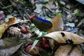 Blue butterfly : Morpho's species along Saint-Georges de l'Oyapock, French Guiana