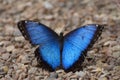 Blue Butterfly. Blue Morpho Tropical Butterfly with open wings Royalty Free Stock Photo