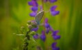 Blue butterfly Butterfly moth. Beautiful insect. The butterfly sits Royalty Free Stock Photo
