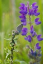 Blue butterfly Butterfly moth. Beautiful insect. The butterfly sits Royalty Free Stock Photo