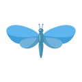 Blue butterfly moth on white background Royalty Free Stock Photo