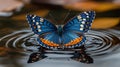 Blue butterfly with orange accents on dark water with ripples, reflection visible Royalty Free Stock Photo