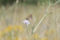 Butterfly Blue Sky Sun Nature Royalty Free Stock Photo