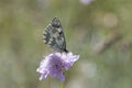 Butterfly Blue Sky Sun Nature Royalty Free Stock Photo