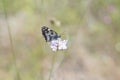 Butterfly Blue Sky Sun Nature Royalty Free Stock Photo