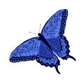 Blue butterfly. Patterned wings, a summer meadow insect Royalty Free Stock Photo