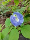 blue butterfly pea flower blooming in a pot Royalty Free Stock Photo