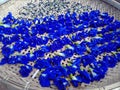 Blue butterfly pea Royalty Free Stock Photo