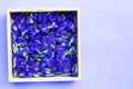 Blue butterfly pea flower in wooden box on purple background