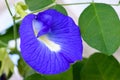 Blue Butterfly Pea