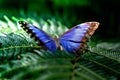 Blue butterfly perched on a green fern leaf Royalty Free Stock Photo