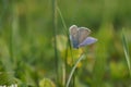 Blue butterfly Royalty Free Stock Photo