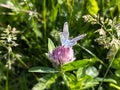 Blue butterfly on pink clover flower in greens Royalty Free Stock Photo