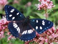 Blue butterfly and pink flower Royalty Free Stock Photo
