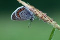 The  blue butterfly Polyommatus icarus covered with dew sits on dry grass Royalty Free Stock Photo