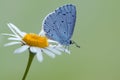 The  blue butterfly Polyommatus icarus covered with dew sits on a  morning on a daisy flower Royalty Free Stock Photo