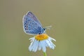 The butterfly Polyommatus icarus covered with dew sits on a summer morning on a daisy flower Royalty Free Stock Photo
