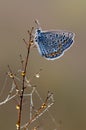 The  blue butterfly Polyommatus icarus on dry grass on a glade on a summer day Royalty Free Stock Photo