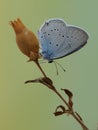 The blue butterfly Polyommatus icarus on dry grass on a glade on a summer day Royalty Free Stock Photo