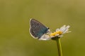 The  butterfly Polyommatus icarus  sits on a summer morning on a daisy flower Royalty Free Stock Photo