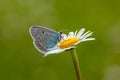 The  blue butterfly Polyommatus icarus  sits  on a daisy flower Royalty Free Stock Photo