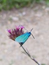 Blue Butterfly on Purple Flower Royalty Free Stock Photo