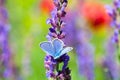 Blue butterfly on purple wild flower Royalty Free Stock Photo