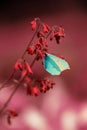 blue butterfly on a red flower Royalty Free Stock Photo