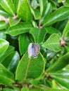 Blue butterfly rest on the green leaf Royalty Free Stock Photo