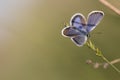 Blue butterfly resting on a blade of grass Royalty Free Stock Photo
